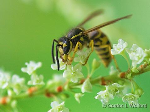 Yellow Jacket_50599.jpg - Photographed near Lindsay, Ontario, Canada.